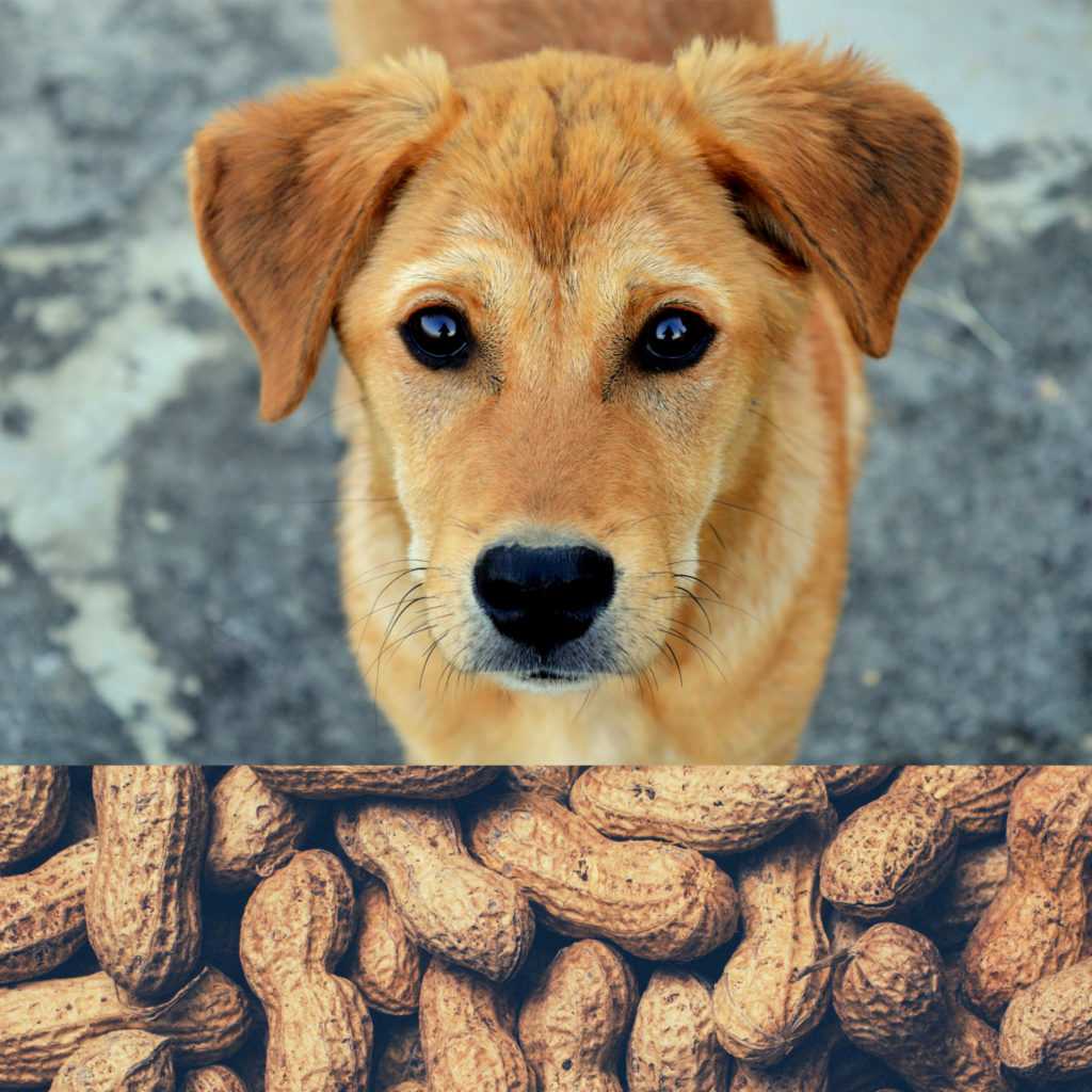 Is Peanut Butter Safe For Dogs High Five Pets Pets Are Our Passion 